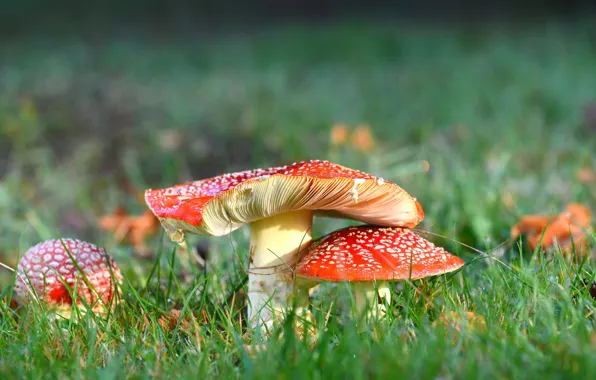 Трава, природа, поляна, грибы, мухоморы, парочка, семейка