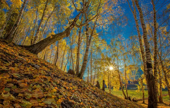 Картинка осень, листья, деревья, склон