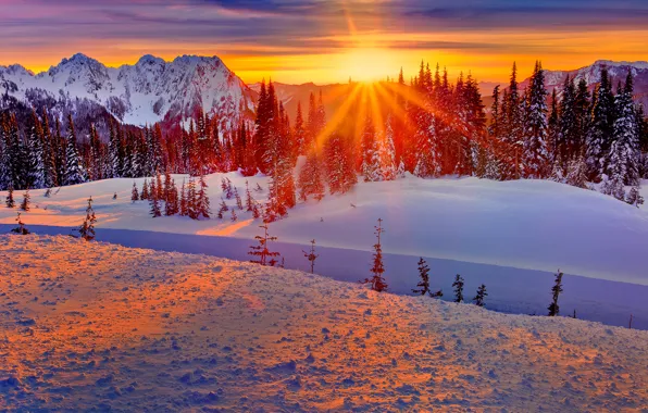 Картинка зима, лес, небо, солнце, лучи, снег, деревья, закат