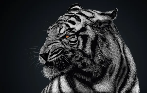 Картинка голова, тигра, беголого