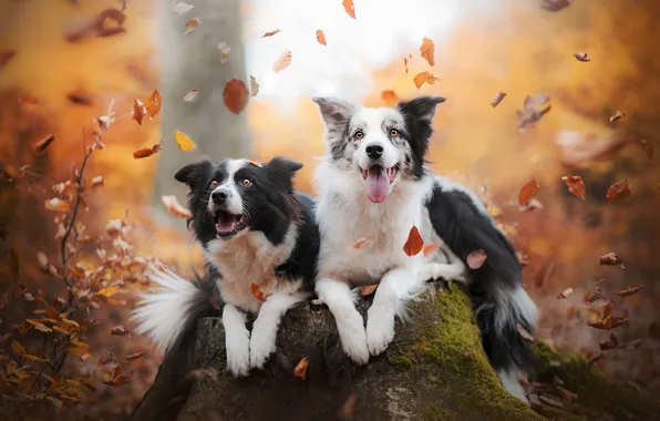 Картинка осень, листья, радость, настроение, пень, парочка, две собаки, Бордер-колли