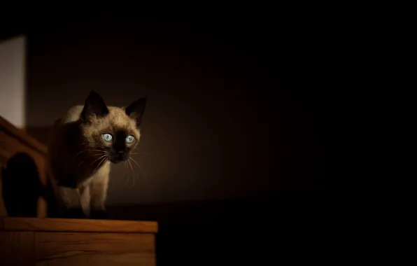 Кошка, фон, комната