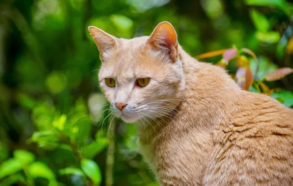 Зелень, кошка, кот, взгляд, морда, природа, фон, портрет