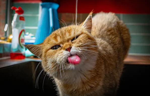 Язык, кошка, кот, взгляд, вода, поза, рыжий, кухня