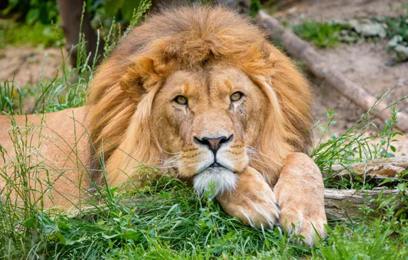 Картинка взгляд, морда, портрет, лев, лежит