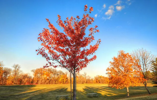 Картинка осень, небо, трава, листья, деревья, парк, стол, скамья