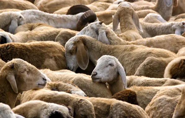 Природа, овцы, стадо