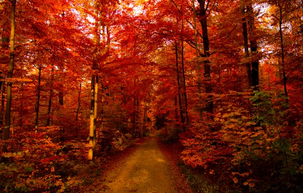 Colorful, Autumn, Forest, Leaves, Branches, Path, Lush