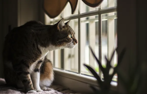Картинка кошка, взгляд, окно
