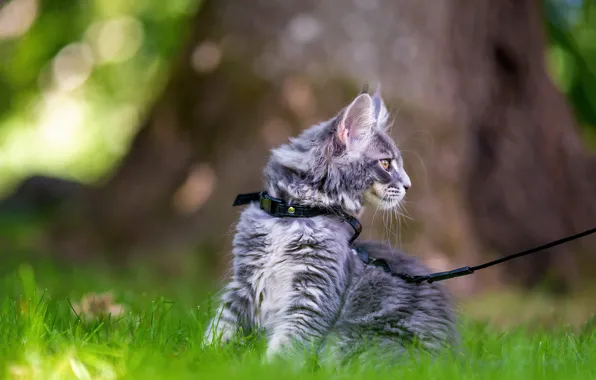 Кошка, трава, взгляд, котенок, серый, дерево, профиль, поводок