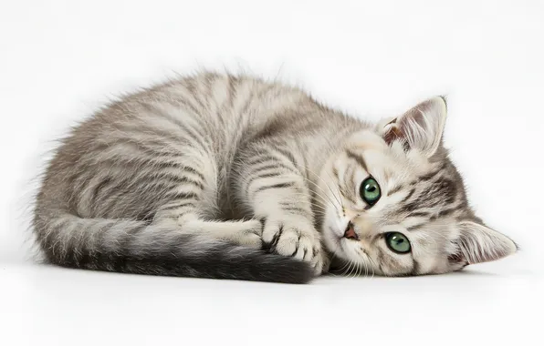 Кошка, взгляд, поза, котенок, серый, белый фон, лежит, мордашка
