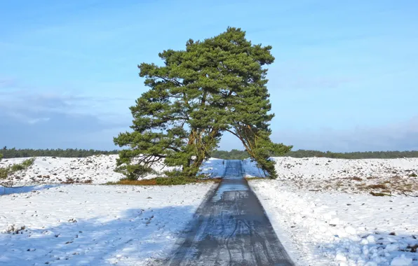 Картинка дорога, поле, небо, снег, природа, дерево, весна