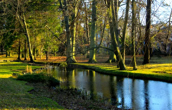 Trees, water, park, pond