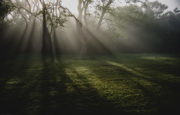 Картинка grass, forest, nature, sunbeam