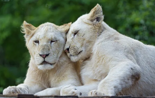 Картинка кошки, пара, львята, белый лев, ©Tambako The Jaguar