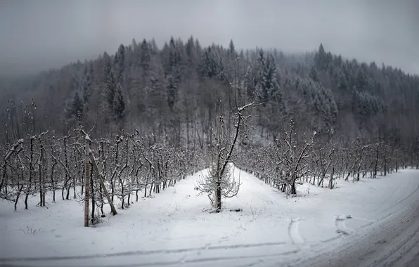 Картинка зима, дорога, пейзаж, сад