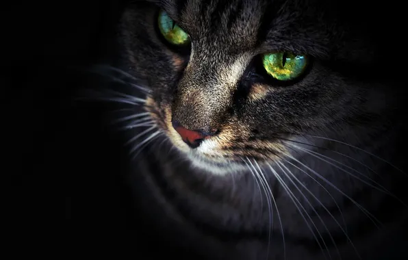 Картинка кот, взгляд, морда, Кошка, черный фон