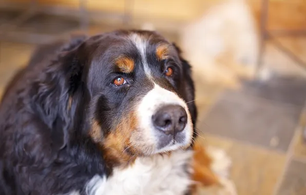 Взгляд, друг, собака