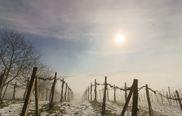 Картинка туман, утро, виноградник
