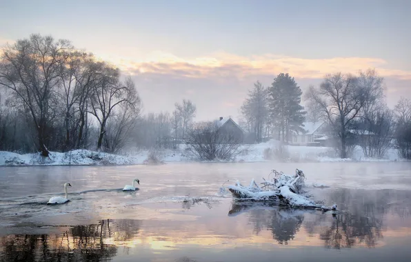 Картинка холод, зима, деревья, озеро, дома, утро, лебеди