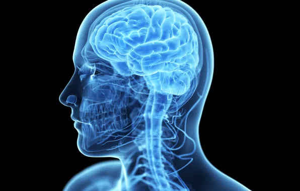 Man, brain, drawing