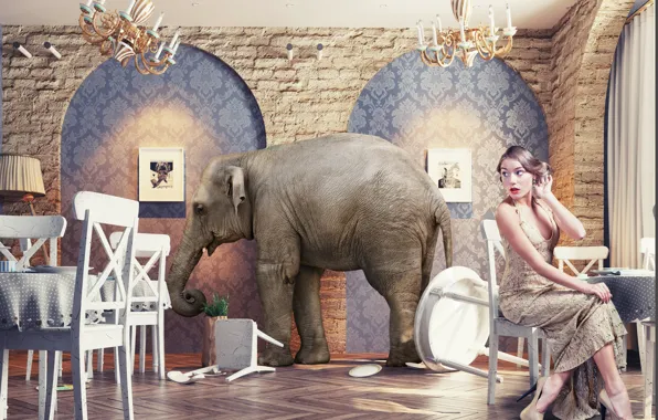 Девушка, Ресторан, Слон, Удивление, Стулья, Столы, Elephant in the restaurant, Exotic wildlife