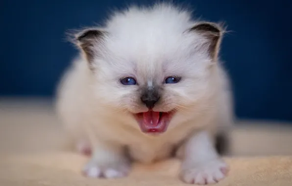 Картинка кошка, взгляд, поза, малыш, мордочка, котёнок, Рэгдолл, мяукает