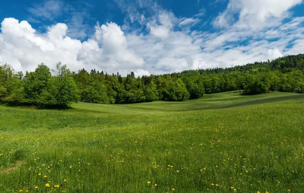 Лес, небо, трава, облака, деревья, пейзаж, цветы, природа