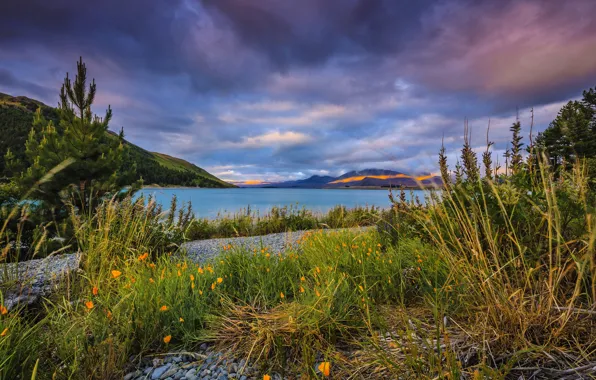 Картинка трава, горы, тучи, озеро, берег, Новая Зеландия, камешки, Lake Tekapo