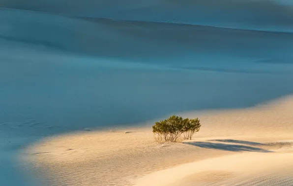 Песок, деревья, пейзаж