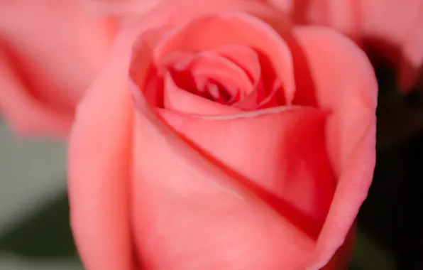 Картинка цветы, фон, розовый, розы, бутон