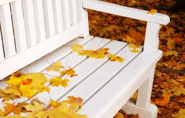 Осень, листья, скамейка, природа, желтые, лавочка, лавка, белая