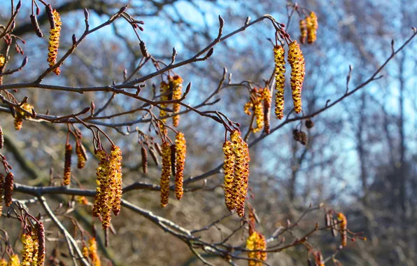 Tree, spring, twig