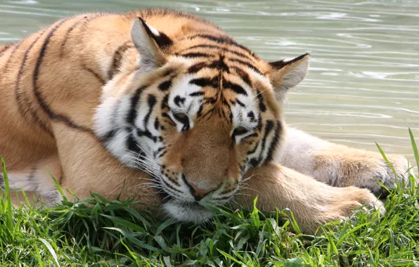 Картинка кошка, трава, морда, вода, тигр, отдых, амурский тигр