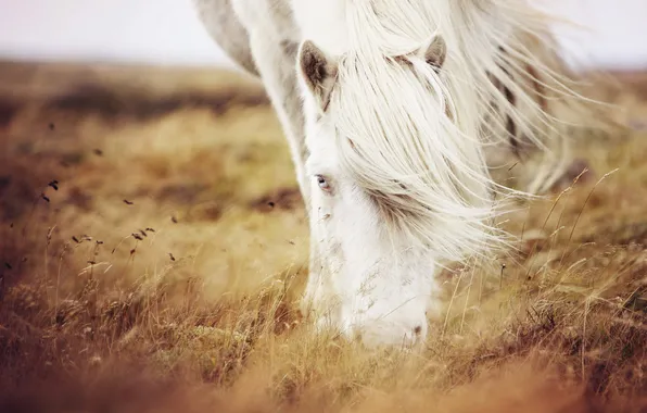 Картинка трава, природа, конь