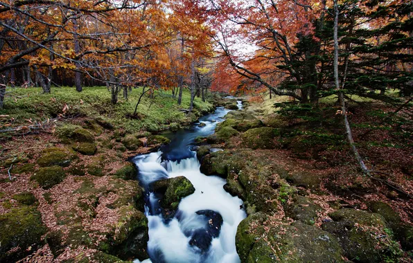 Картинка осень, лес, река, ручей