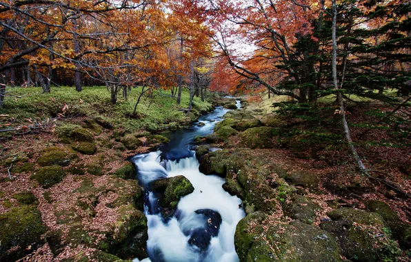 Осень, лес, река, ручей