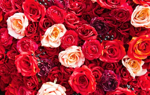 Цветы, яркие, розы, colorful, красные, flowers, roses