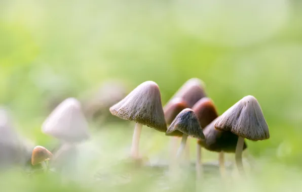 Картинка макро, фон, грибы