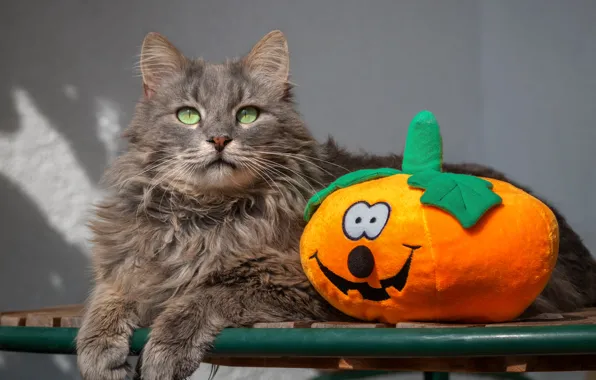 Кошка, кот, взгляд, серый, игрушка, лежит, тыква, серая