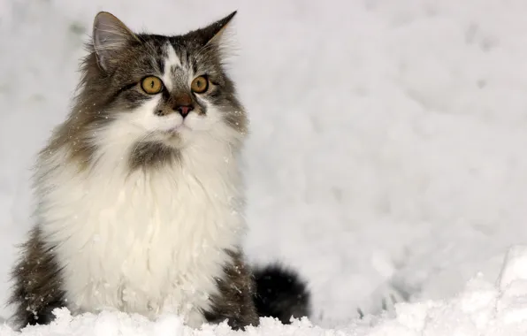 Зима, кошка, взгляд