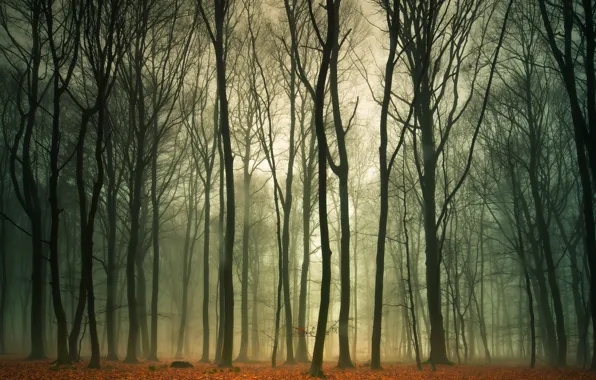 Картинка осень, лес, природа, туман