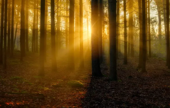 Картинка лес, свет, туман