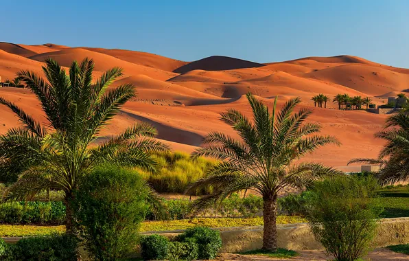 Картинка песок, небо, солнце, пальмы, пустыня, дюны, кусты, Abu Dhabi