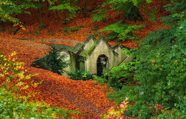 Осень, лес, деревья, ручей, водопад, Нидерланды, Netherlands, опавшая листва