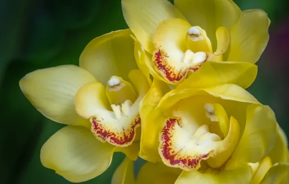 Макро, орхидеи, экзотика