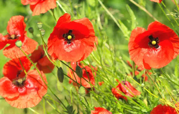 Red, flower, poppy