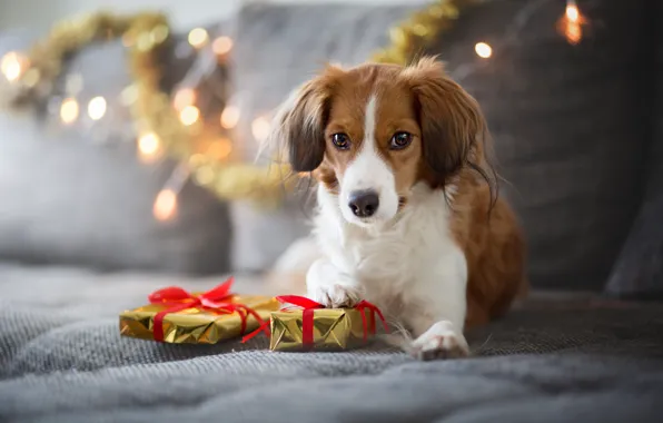 Картинка собака, диван, взгляд, подарки, гирлянда, праздник, рыжая, зима