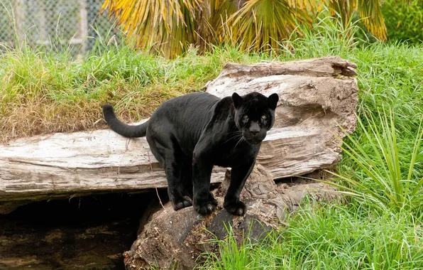 Картинка хищник, пантера, дикая кошка, черный ягуар