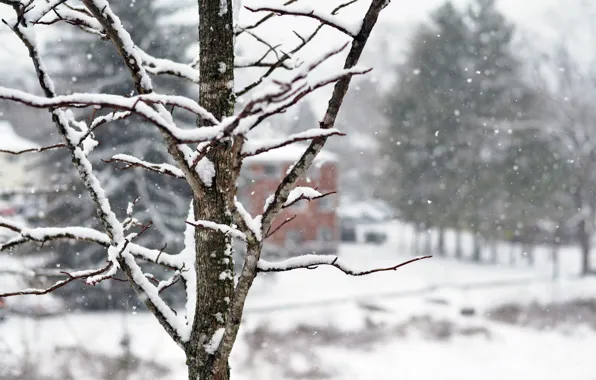Зима, снег, деревья, снежинки, ветки, природа, дерево, дома